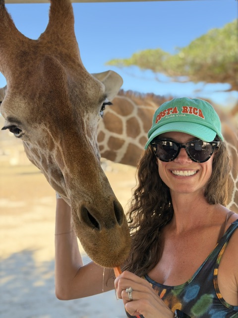 Feeding a giraffe on safari